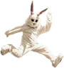 Tiens, un lapin ! Poser un lapin